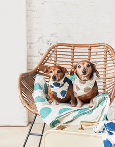 dachshunds wearing polka dot scarf bandanas