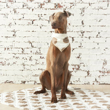 dog wearing tan polka dot scarf bandana
