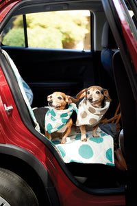 dachshunds in a car wearing scarfs bandanas 